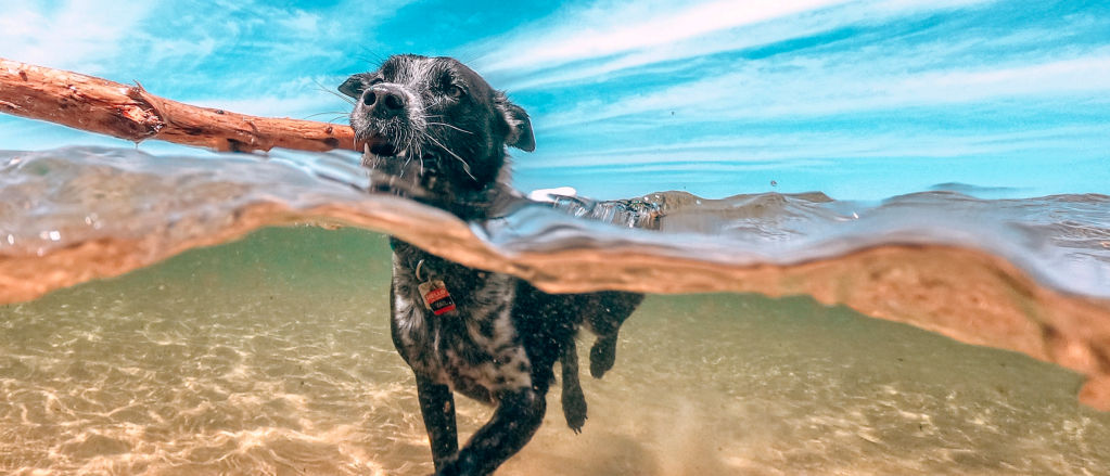 A dog swimming with a large stick in its mouth
