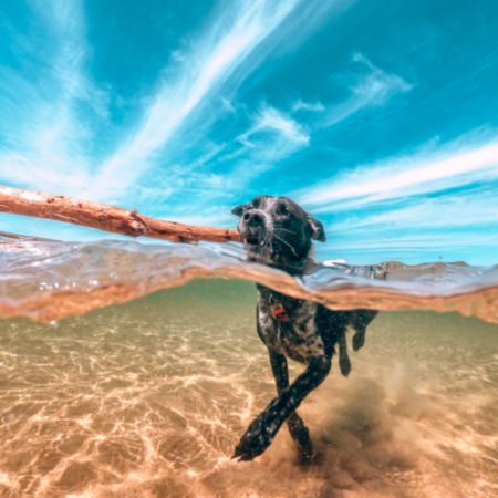 A dog swimming with a large stick in its mouth