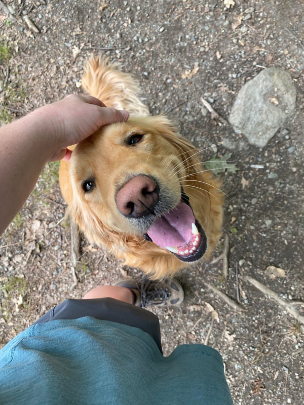 Looking down at a happy golden retriever.