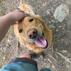 Looking down at a happy golden retriever