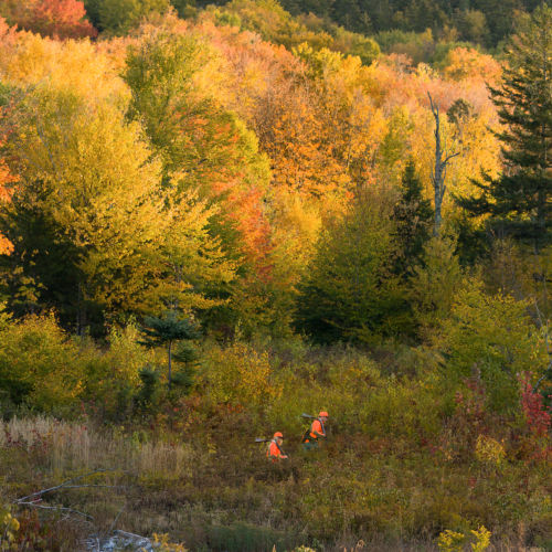 Two hunters in blaze orange walking in the woods in Fall.