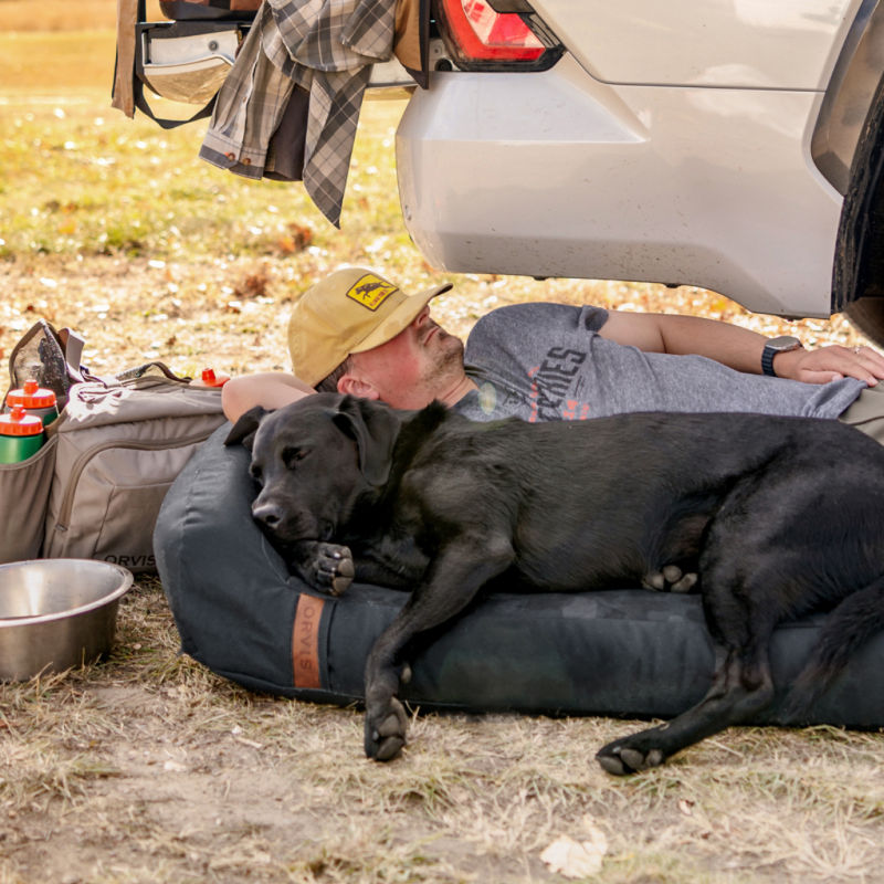 A black Labrador sleeping next to a person on a dog bed near a pickup truck.