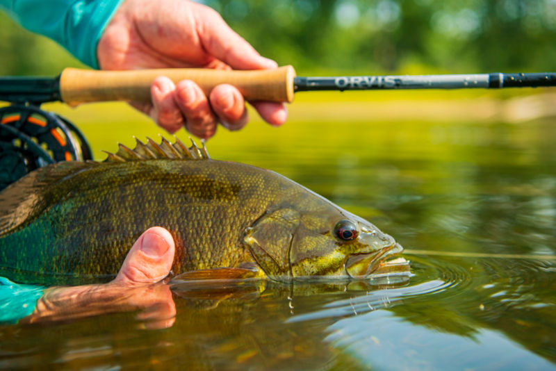 A recently caught fish is held gently on the water.