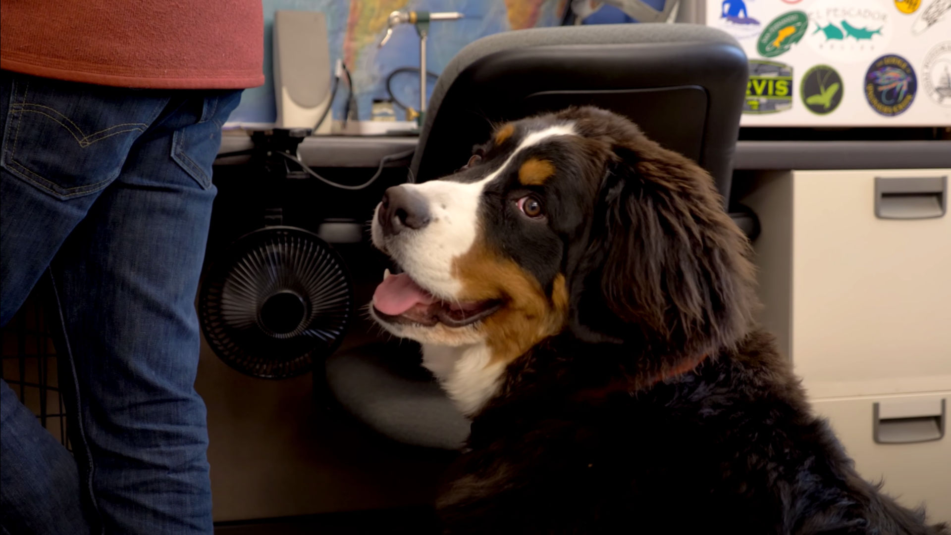 Bernese Mountain Dog, Moose, smiles for the camera in the Orvis office
