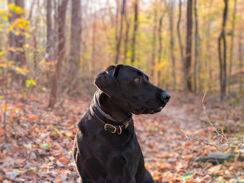 A black Labrador Retriever wearing a flat leather collar sticks her tongue out in excitement