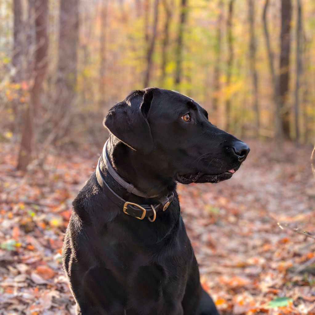 A black dog sitting in the woods looking off to the right