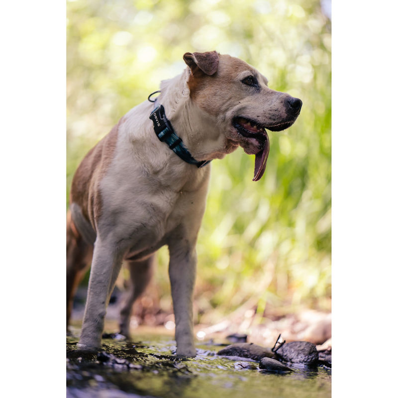 A dog outside with its tongue sticking out, panting