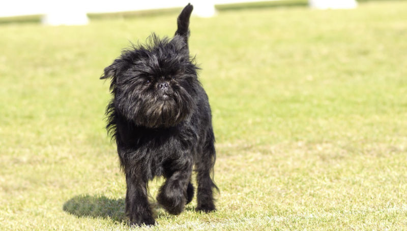 A small black fuzzy dog wanders across a close-cut lawn.