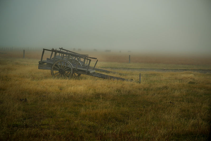 A misty day in an Argentinian field with cattle in the background.