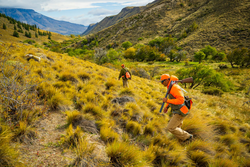 A dog races toward a downed bird while hunters follow.