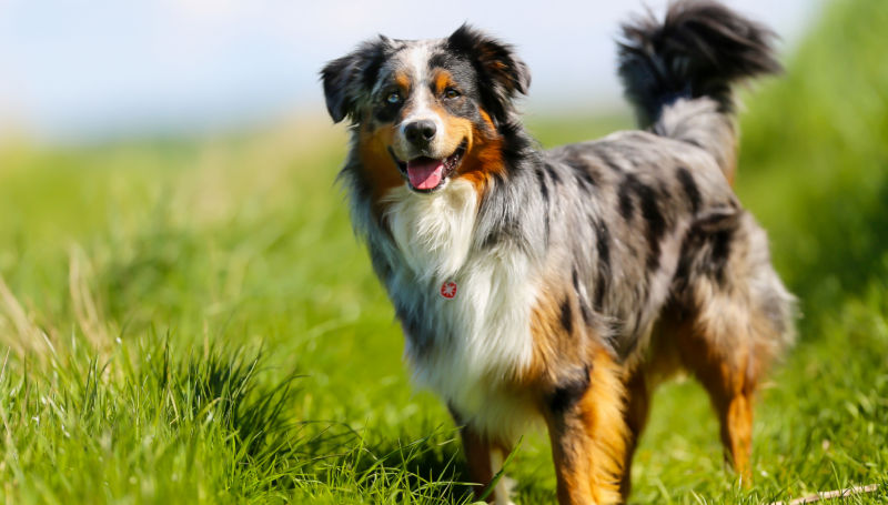 An Australian Shepherd smiles happily in a bright green field.