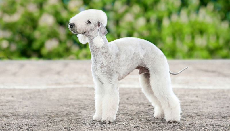 A Bedlington Terrier stands on an asphalt path.
