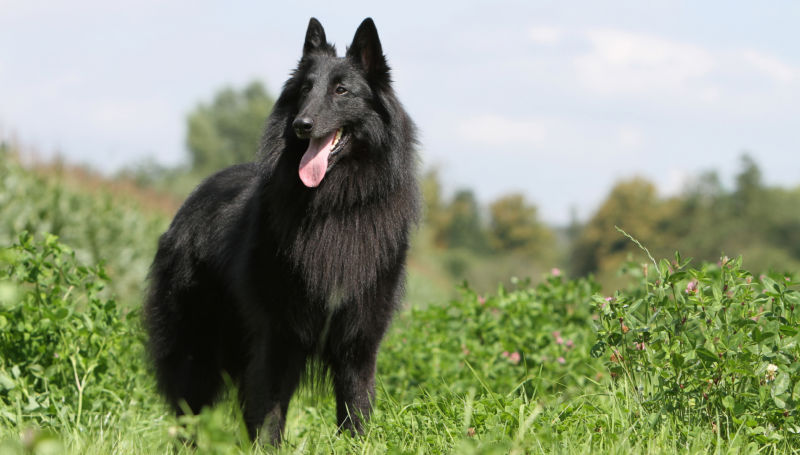 A Belgian Sheepdog stands panting among green bushes.