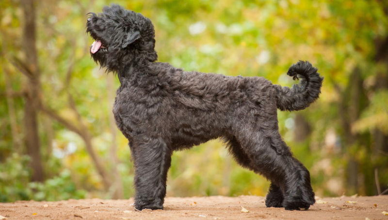 A Black Russian Terrier stands on a red dirt clay road.