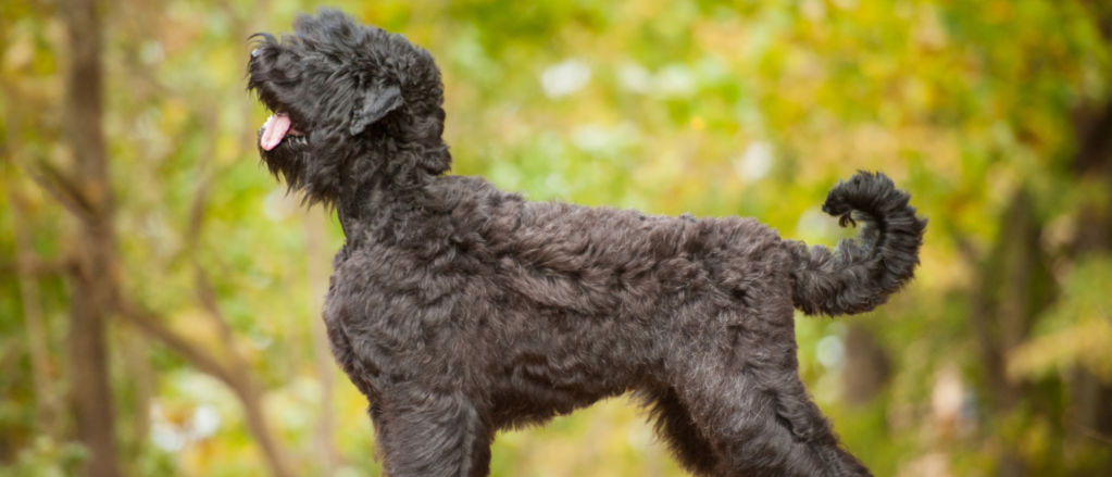 Black Russian Terrier - All About Dogs | Orvis