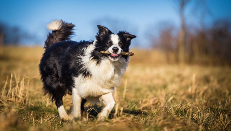 A Border Collie shows off a stick while running through a field.