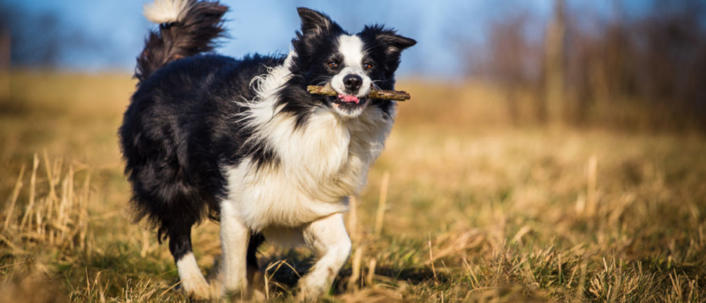 A Border Collie shows off a stick while running through a dry field.