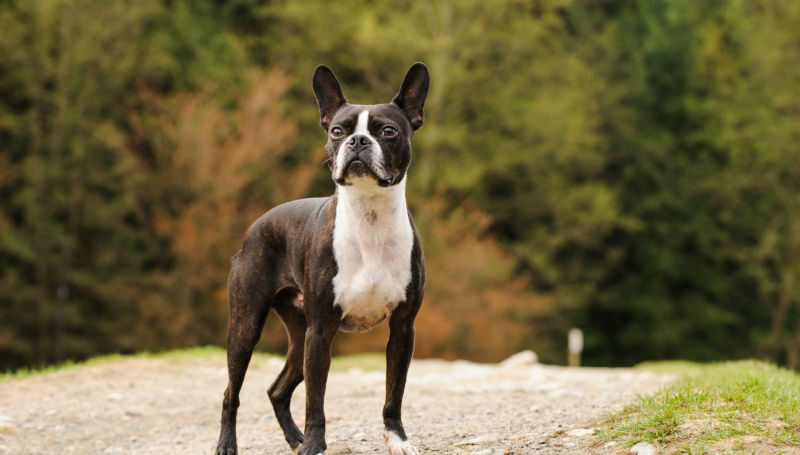 A Boston Terrier pauses mid-walk.