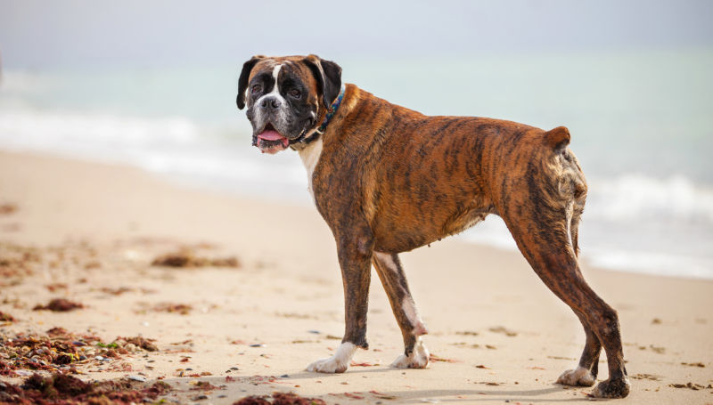 A boxer looks over their shoulder on a quiet beach.