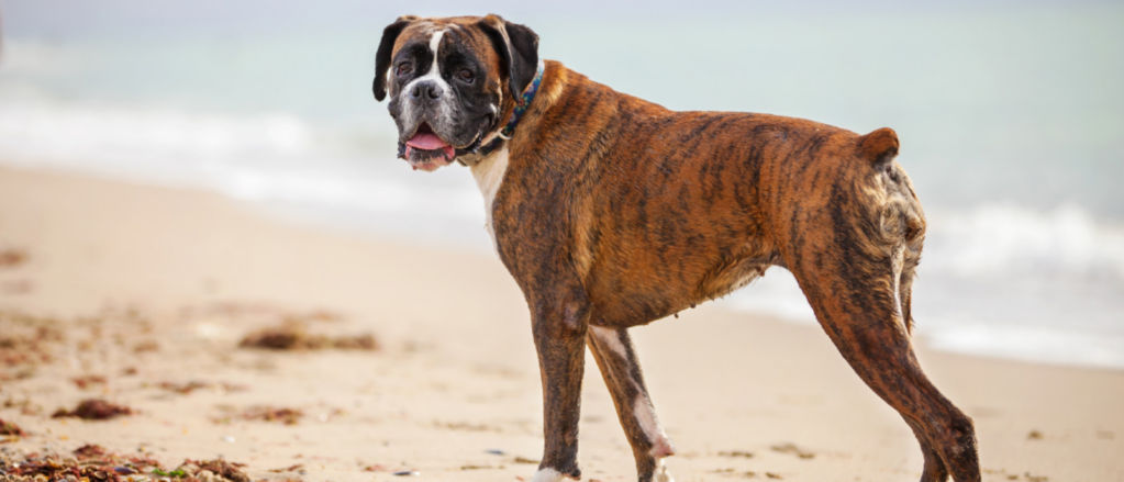 A boxer looks over their shoulder in a quiet beach.