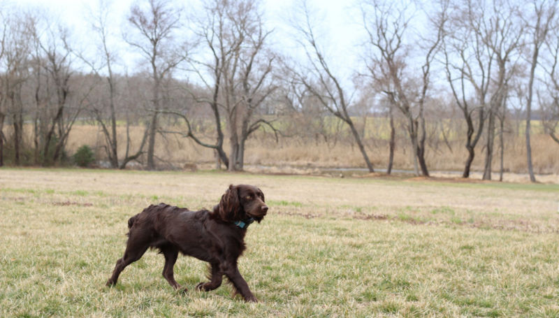 A chestnut boykin spaniel trots across a field of dry grass.