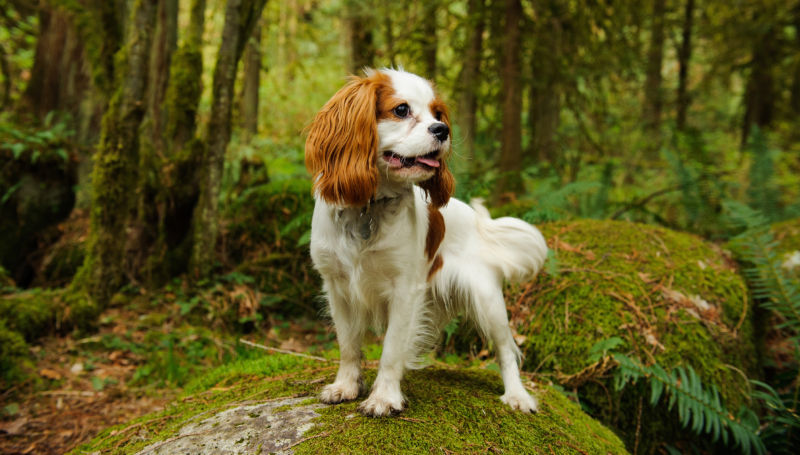 cavalier king charles spaniel coat