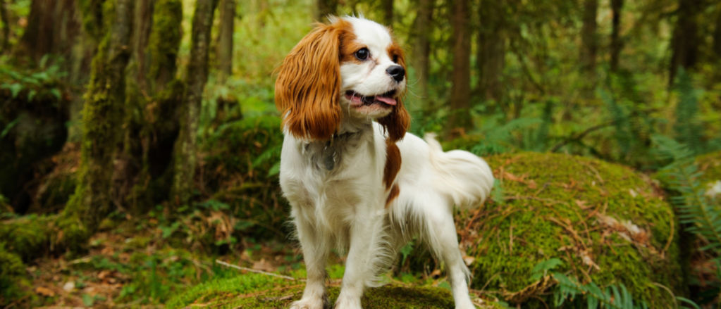 A Cavalier King Charles Spaniel pauses on a mossy rock in a shaded forest.