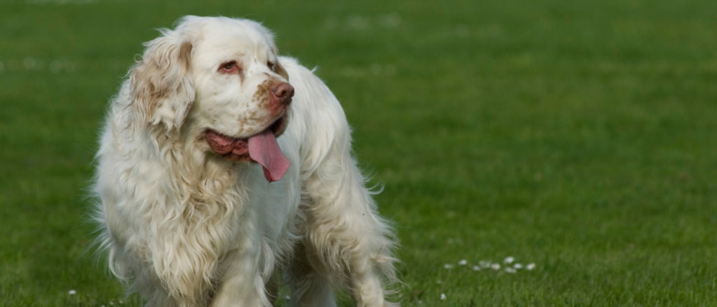 A white Clumber Spaniel stands on a green lawn.