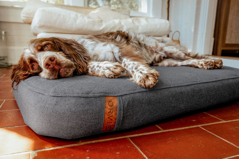 A spaniel lays on an Orvis dog bed at home.