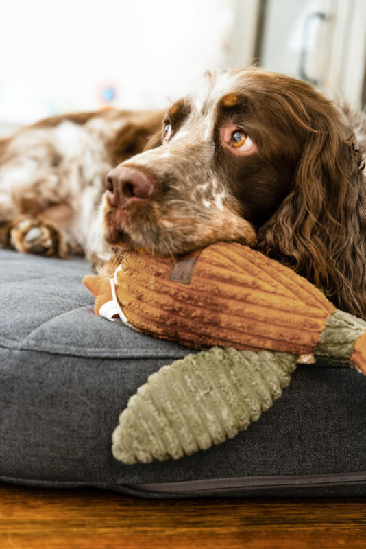 A spaniel lays on a blue dog bed with a stuffed duck in its mouth.