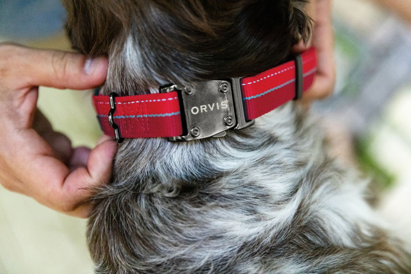 Two hands gently adjust a red collar on a speckled dog.