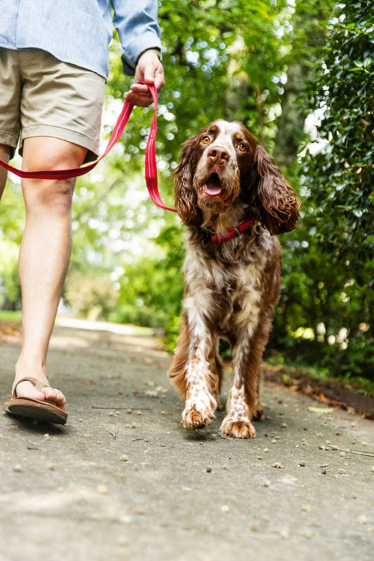 A speckled spaniel walks quietly on a loose red leash next to their person.