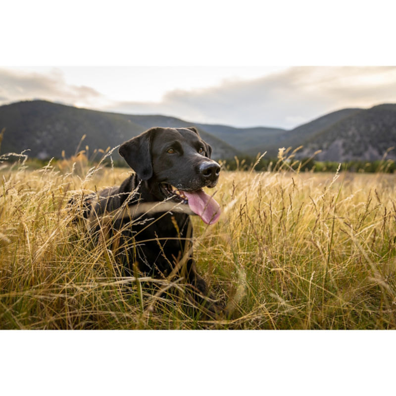 A black lab sitting in a field of tall yellow grasses with mountains in the background.