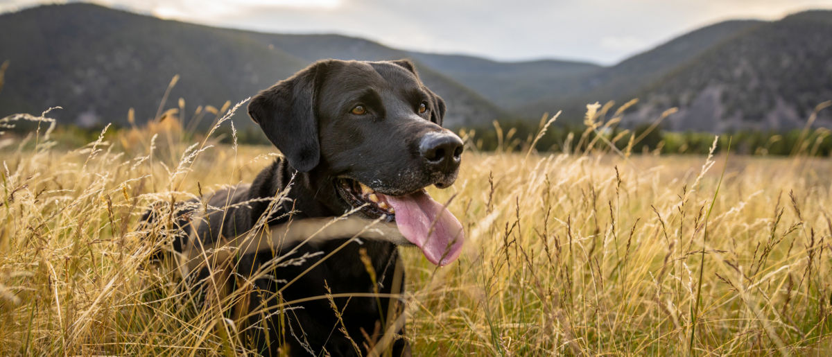 A black Labrador Retriever sitting in a field of tall yellow grasses