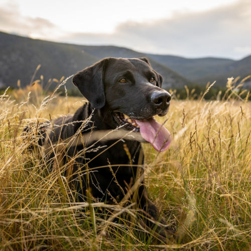 A black lab sitting in a field of tall yellow grasses with mountains in the background