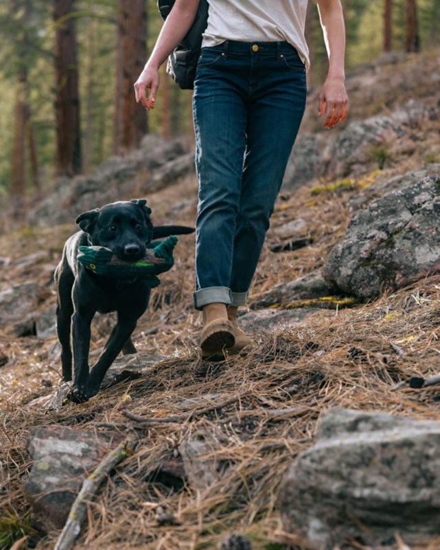 A black Labrador carries their toy through the woods next to their person.