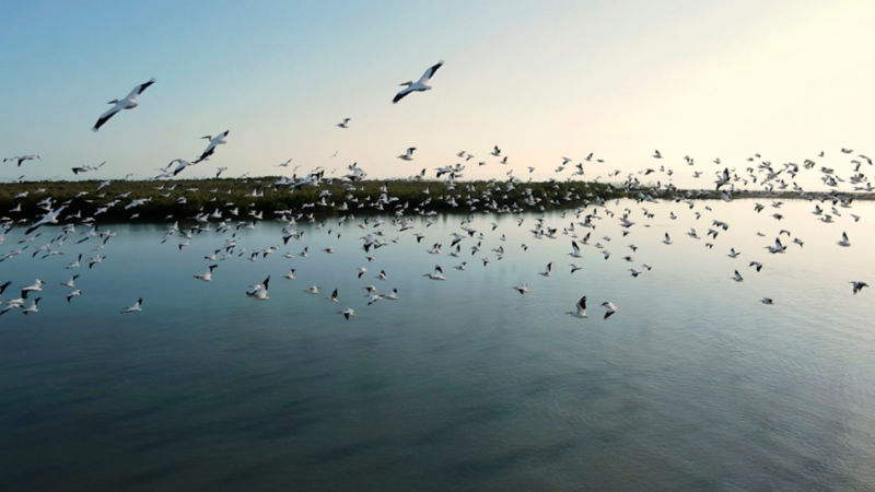 A flock of seabirds floats over the Everglades.