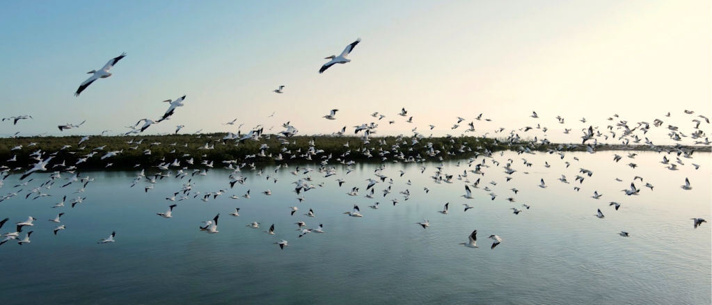Dozens of birds flying over Florida Bay