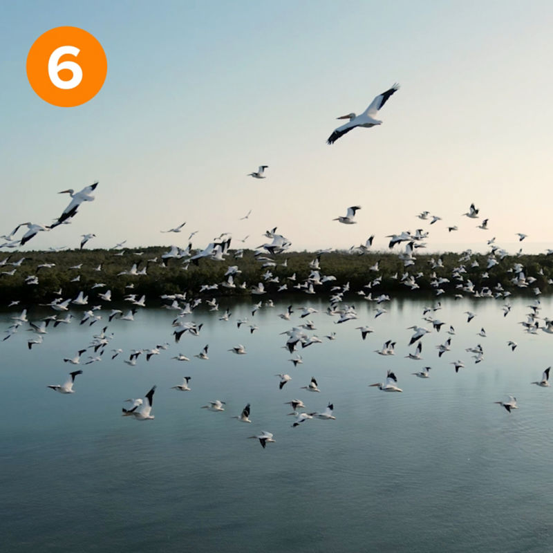 Dozens of birds flying over Florida Bay