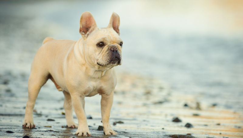 Keep Your Frenchie Entertained: The Top 5 Best Toys for French Bulldogs! 