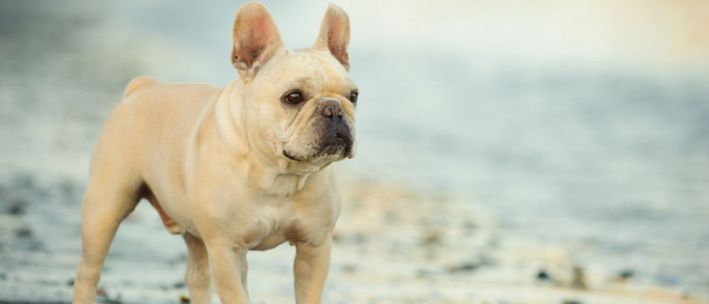 A white French bulldog stands on a wet beach.