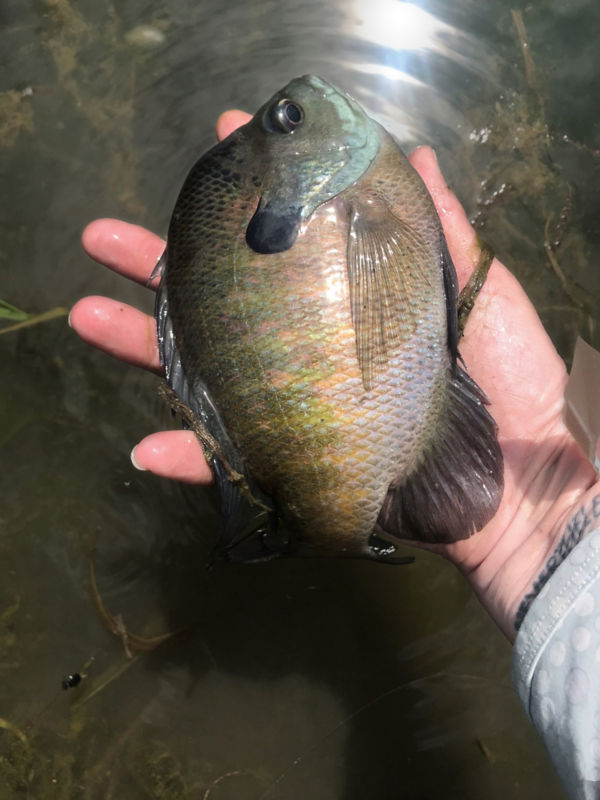 Hand holding a bluegill