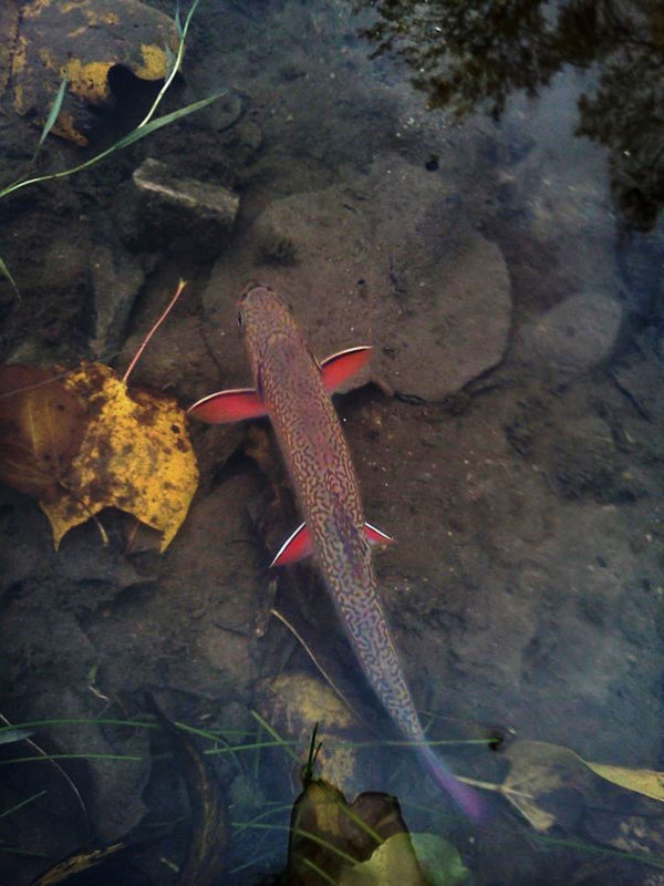 Brook trout swimming in a creek