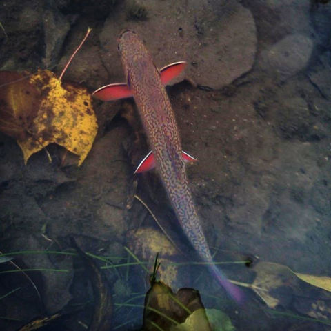 Brook trout swimming in a creek