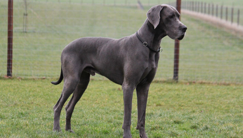 A Great Dane stands in a fenced backyard.