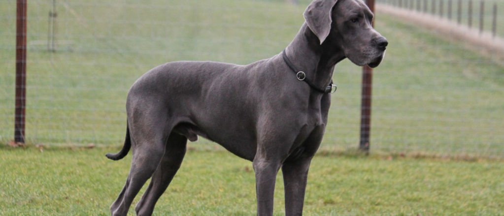 A Great Dane stands in a fenced backyard.