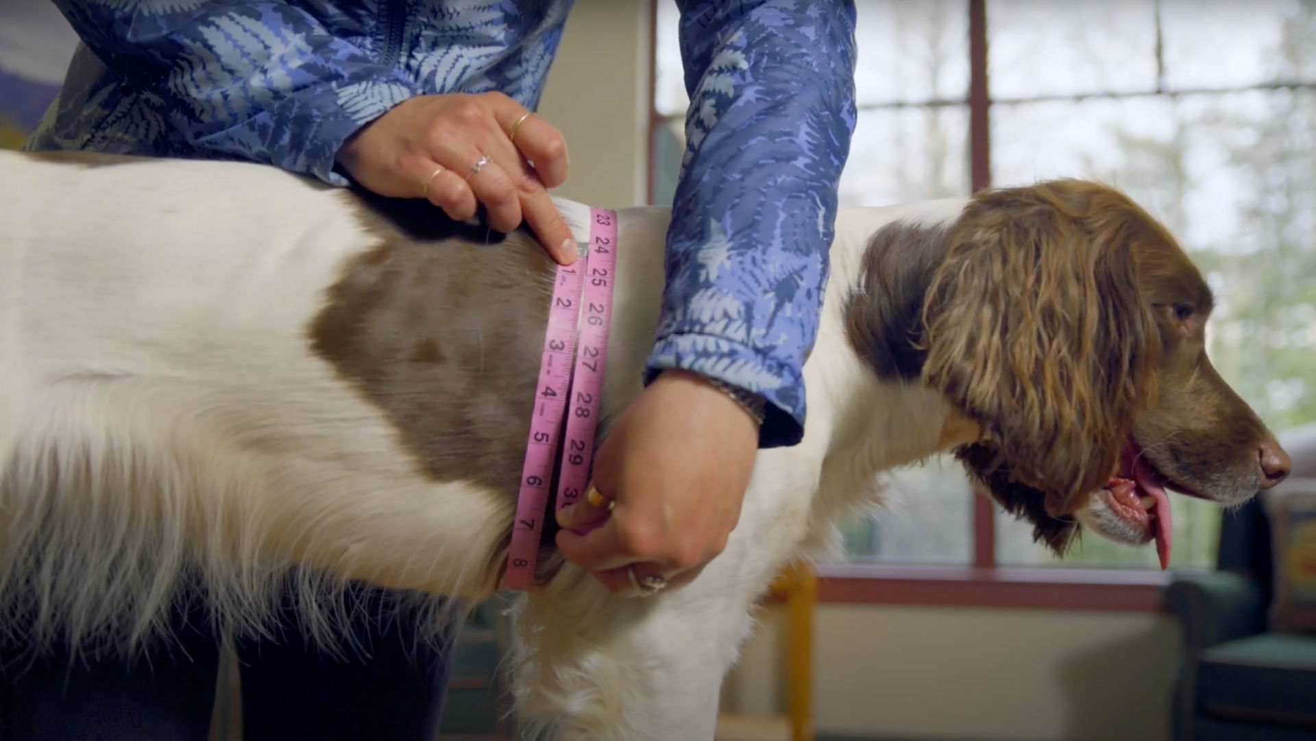 A brown and white dog getting measured with a pink tape measure