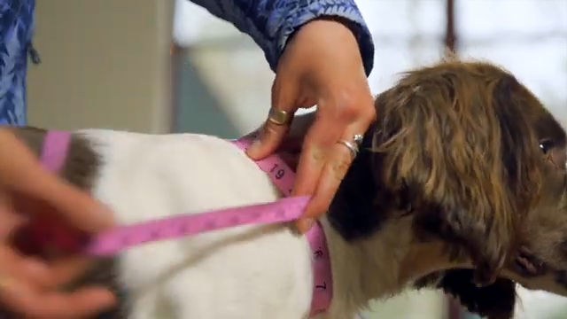 A close up of someone measuring a dog for a dog collar.
