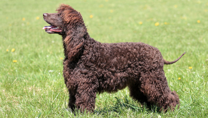 An Irish Water Spaniel smiles for the camera.