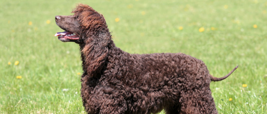 An Irish Water Spaniel smiles for the camera.